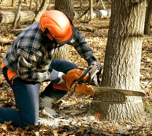 Tree Removal in Porter Corners, NY